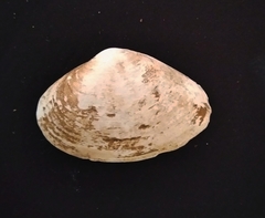 Donax punctatostriatus