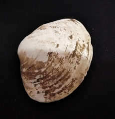 Donax punctatostriatus