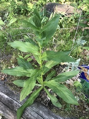 Digitalis grandiflora