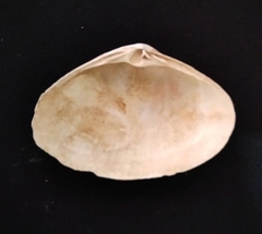 Donax punctatostriatus