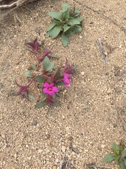 Diplacus deschutesensis