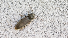 Perothops