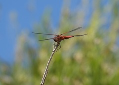 Arrenurus