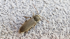 Perothops