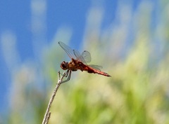 Arrenurus