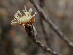 Helichrysum dimorphum