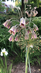 Allium siculum