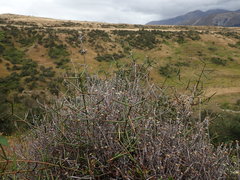 Helichrysum dimorphum