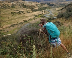 Helichrysum dimorphum