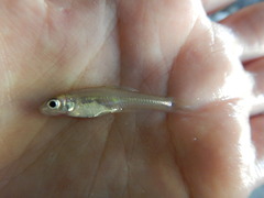 Notropis buchanani