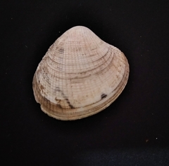 Leukoma asperrima
