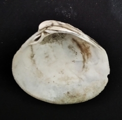 Leukoma asperrima