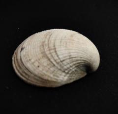 Leukoma asperrima