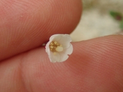 Epilobium gracilipes