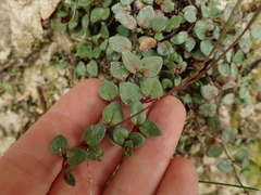 Epilobium gracilipes