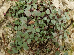 Epilobium gracilipes