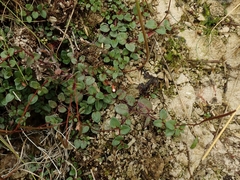 Epilobium gracilipes