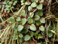 Epilobium gracilipes