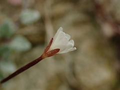 Epilobium gracilipes