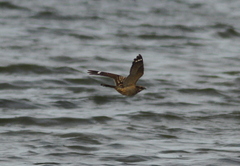 Caprimulgus ruficollis