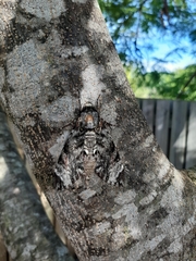 Sphingidae