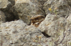 Caprimulgus ruficollis