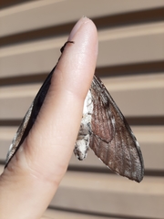 Sphingidae