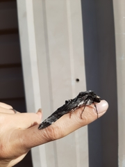Sphingidae