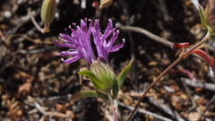 Monardella breweri microcephala