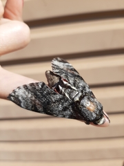 Sphingidae