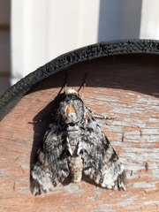 Sphingidae