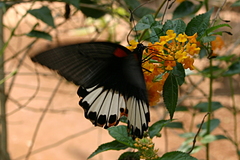 Papilio memnon