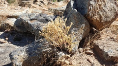 Dudleya abramsii abramsii