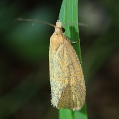Celypha rufana