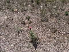 Cirsium arizonicum