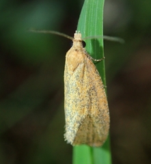 Celypha rufana
