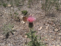 Cirsium arizonicum