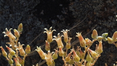 Dudleya abramsii abramsii