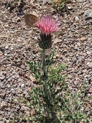 Cirsium arizonicum