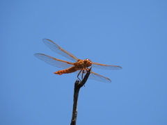 Libellula saturata