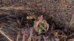 Dudleya abramsii abramsii