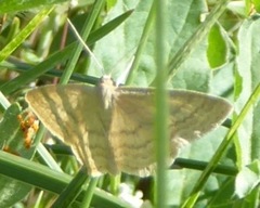 Scopula luteolata