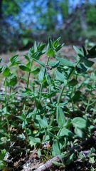 Scutellaria parvula