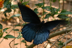 Papilio memnon