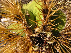 Astrophytum ornatum