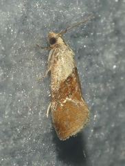 Phalonidia lepidana