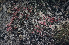 Actinodium cunninghamii