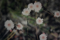 Actinodium cunninghamii