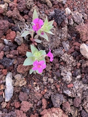 Diplacus cusickioides