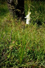 Gladiolus × hortulanus